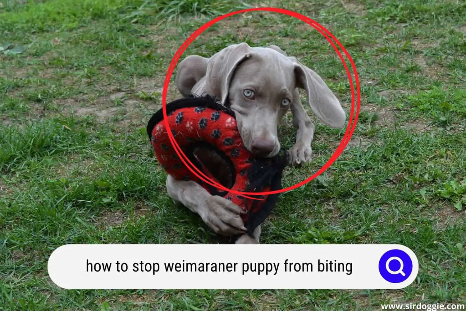 weimaraner puppy biting fetch toy