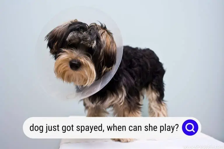 My Dog Just Got Spayed, When Can She Play?