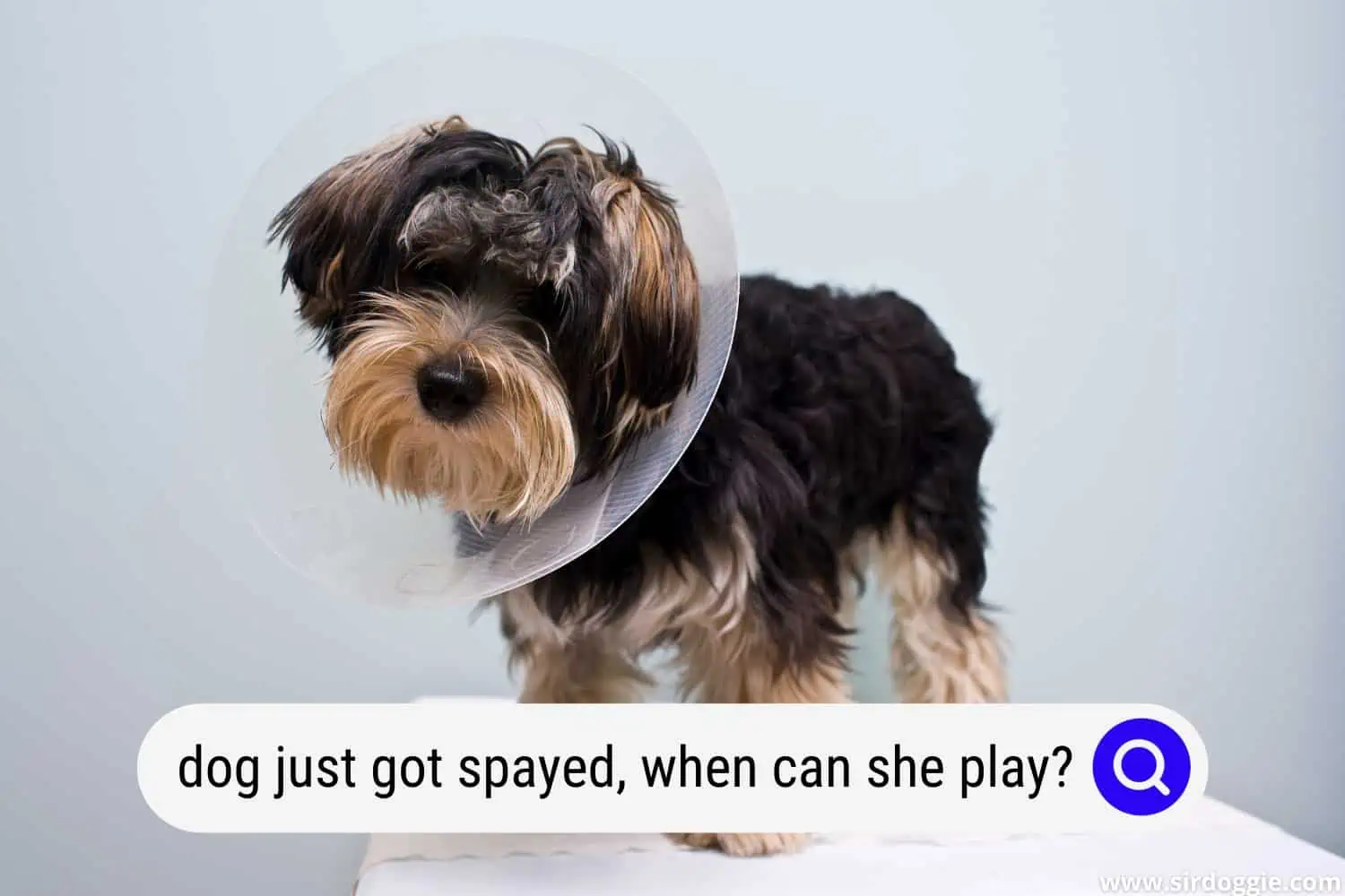 how long after spaying dog play