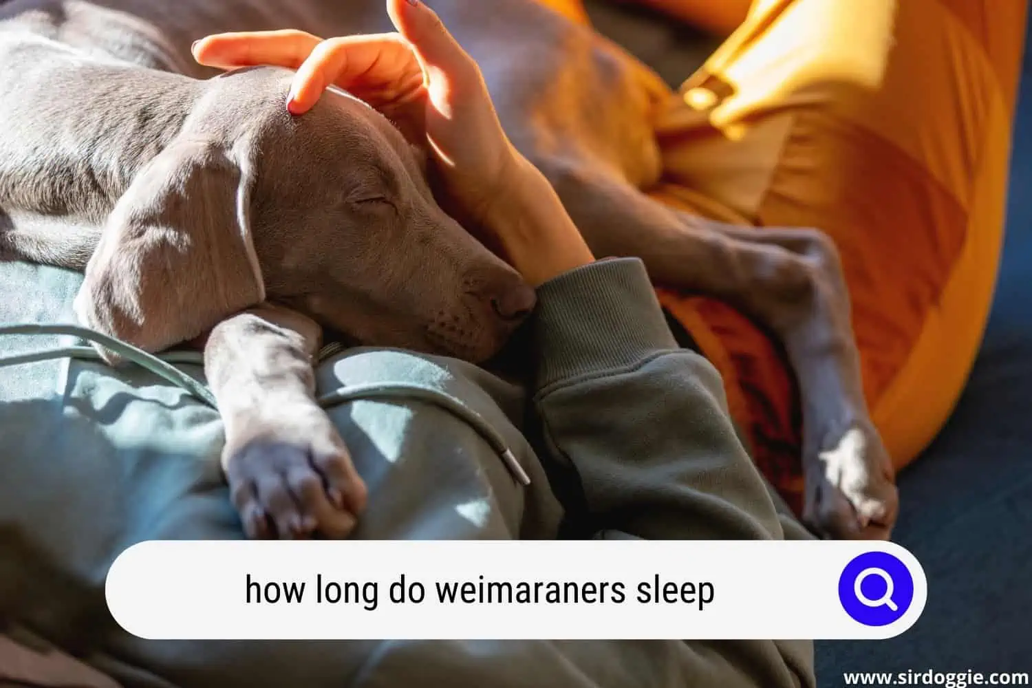 how long do weimaraners sleep