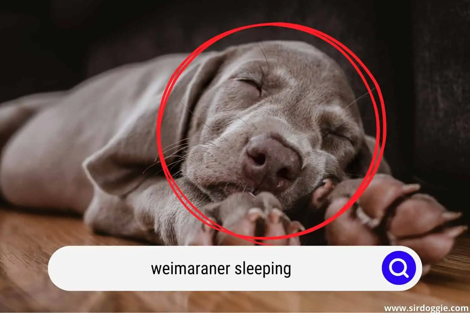 weimaraner puppy sleeping
