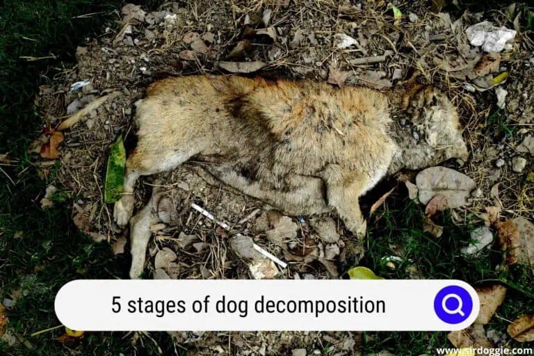 The 5 Stages of Dog Decomposition & What To Expect