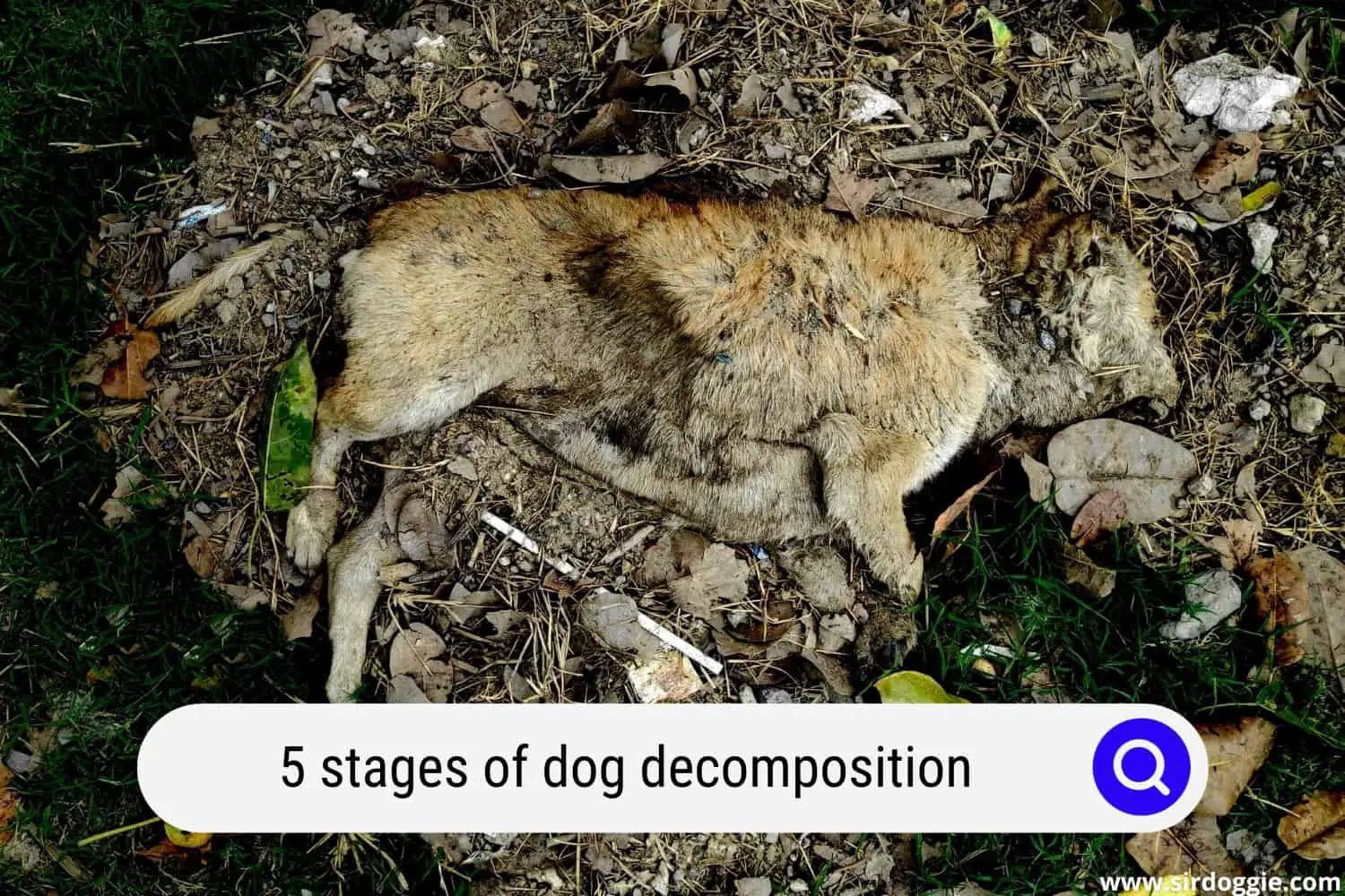 how long dog decompose