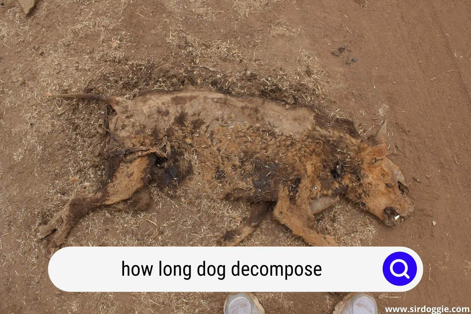 dog decomposition