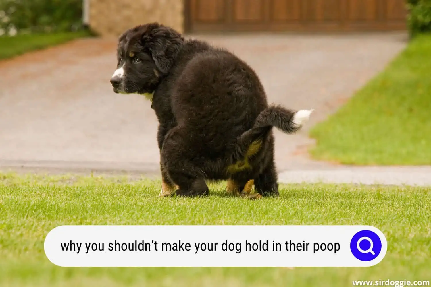 how long dogs hold poop