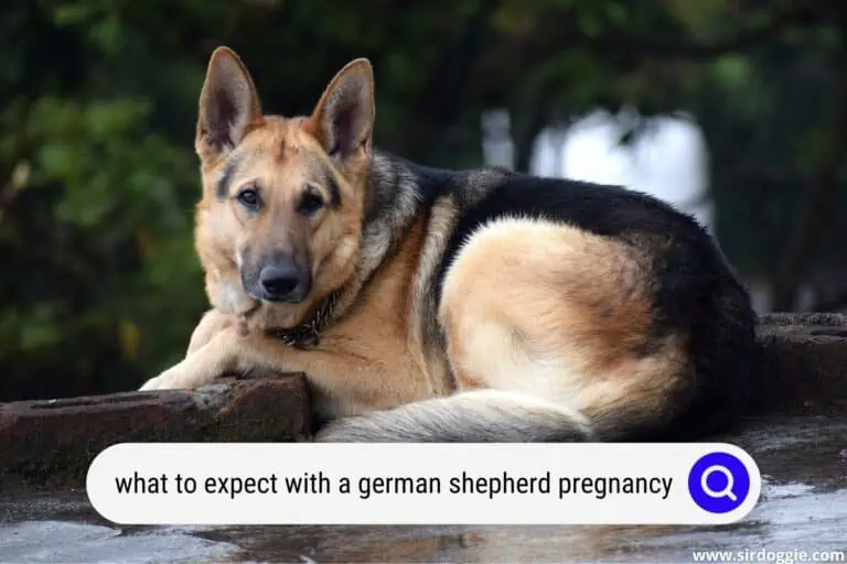 What To Expect With A German Shepherd Pregnancy