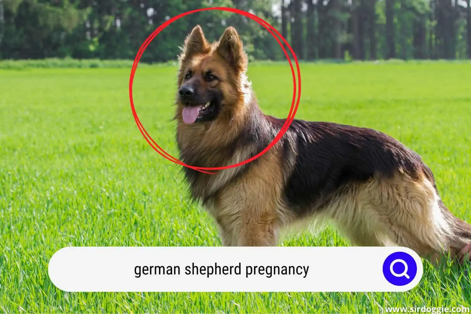 pregnant german shepherd