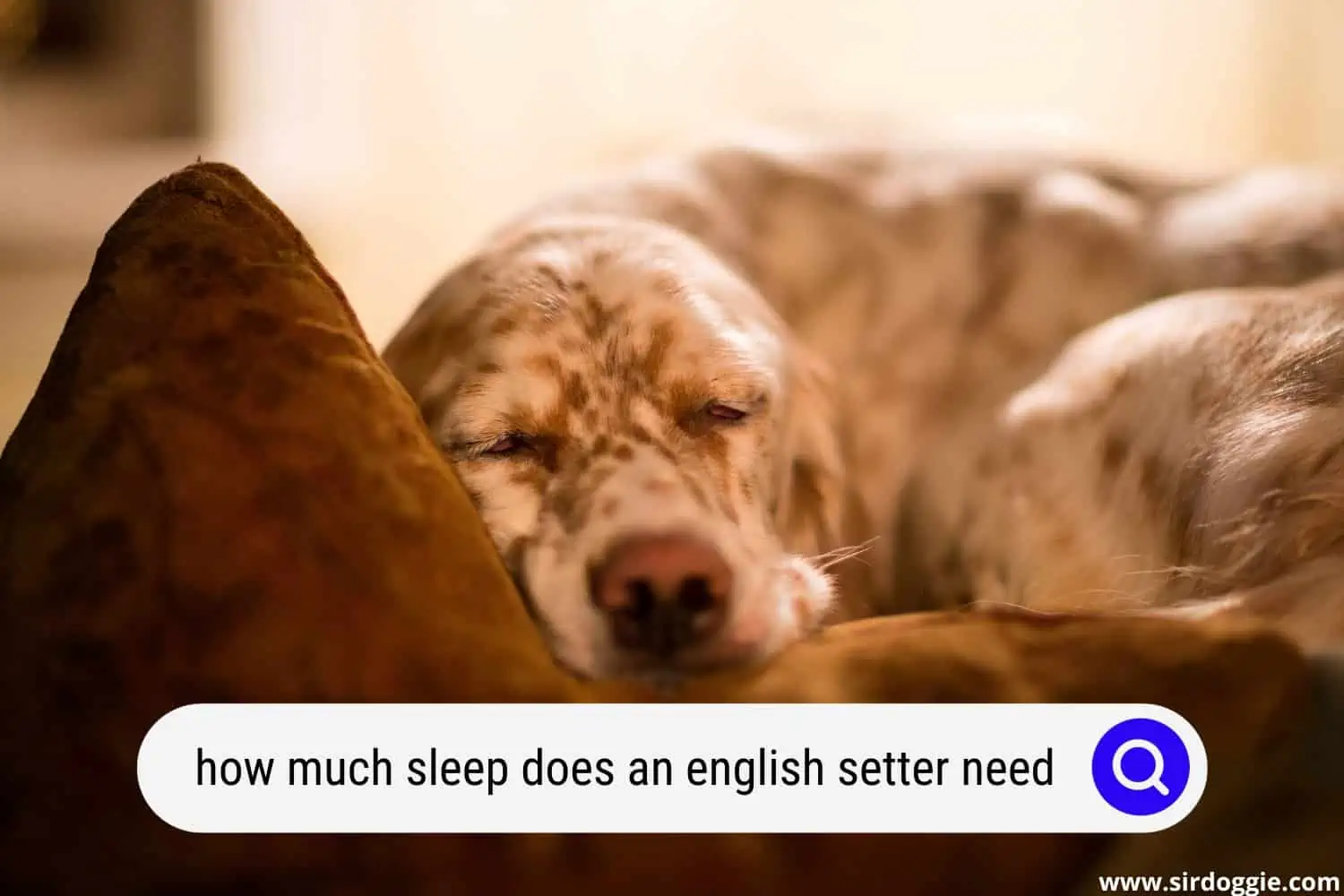 how much sleep does an english setter need