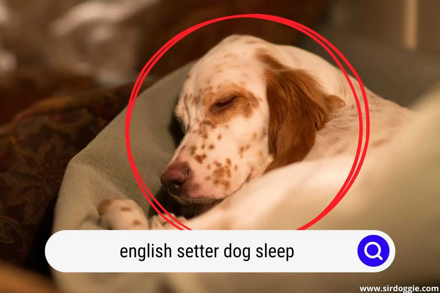 english setter dog sleep