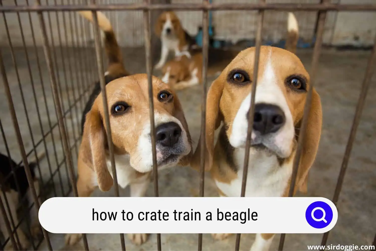 how to crate train beagle