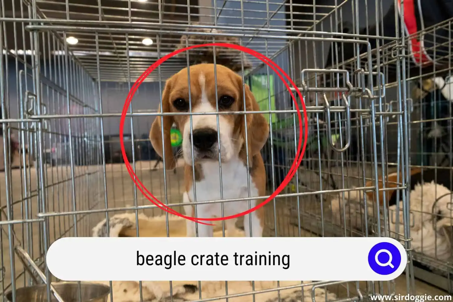 beagle dog inside a crate
