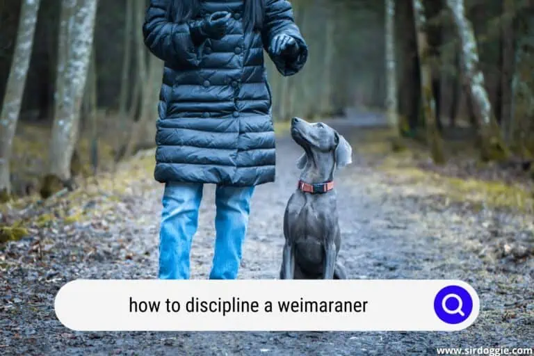 How to Discipline a Weimaraner