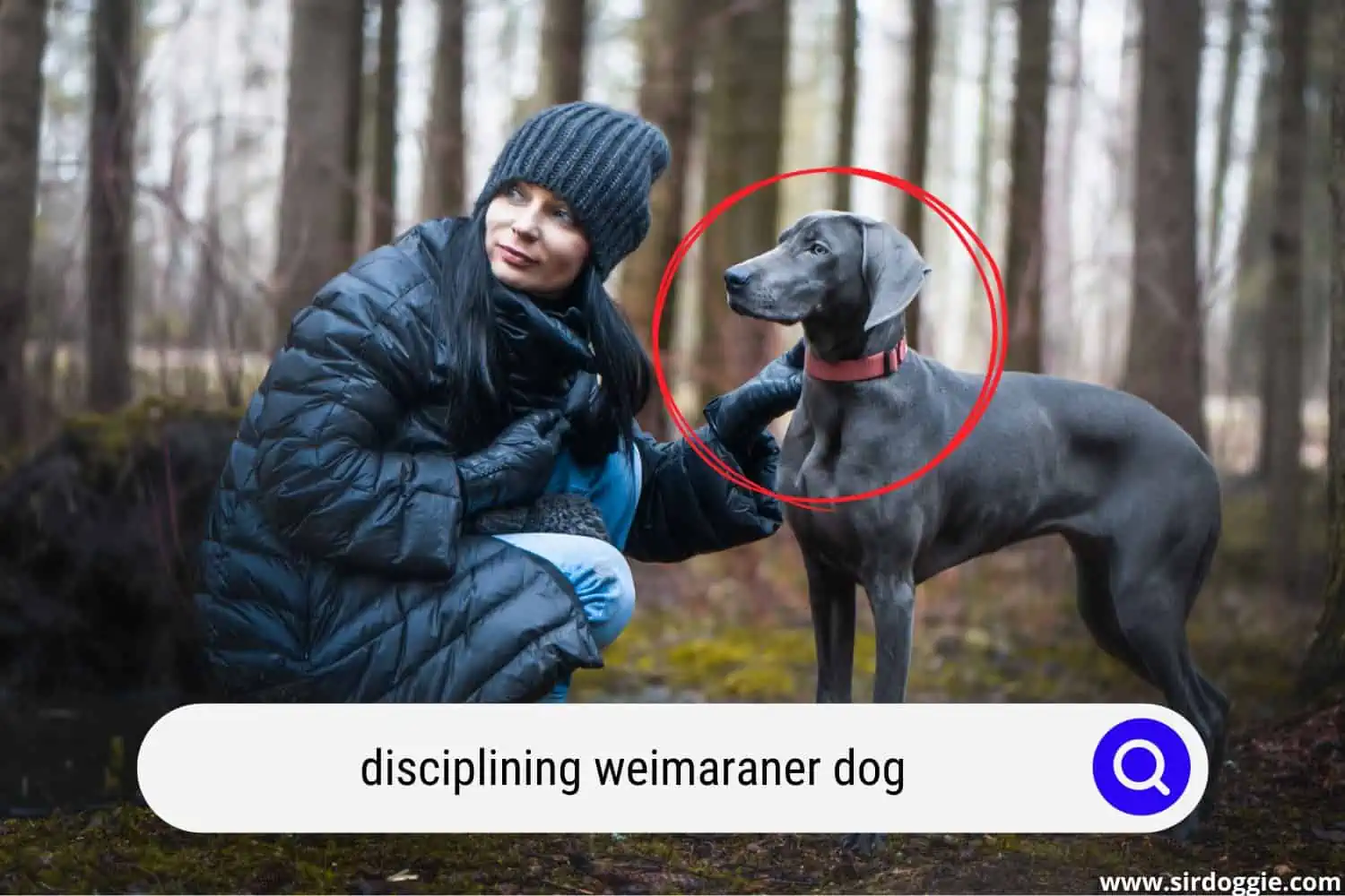 owner disciplining weimaraner dog