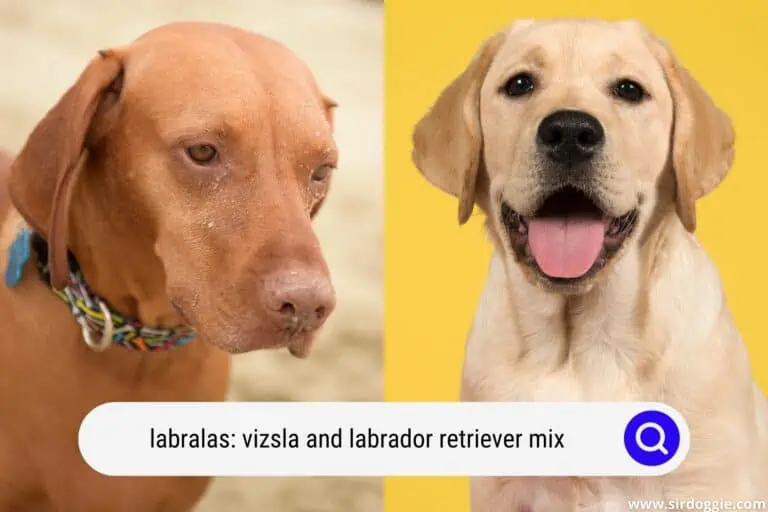 Labralas: Vizsla and Labrador Retriever Mix A Complete Guide