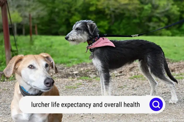 Lurcher Life Expectancy and Overall Health