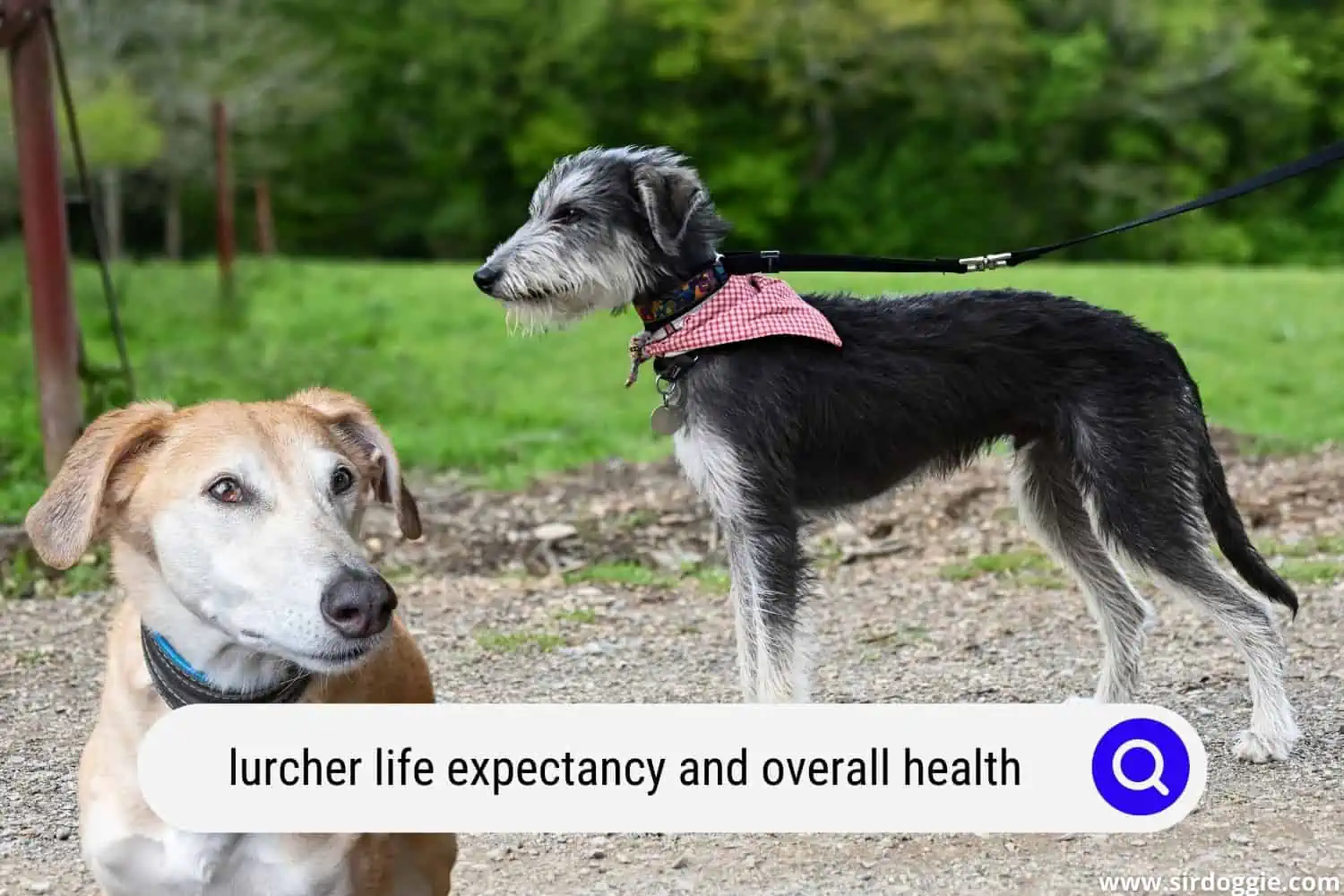 lurcher life expectancy