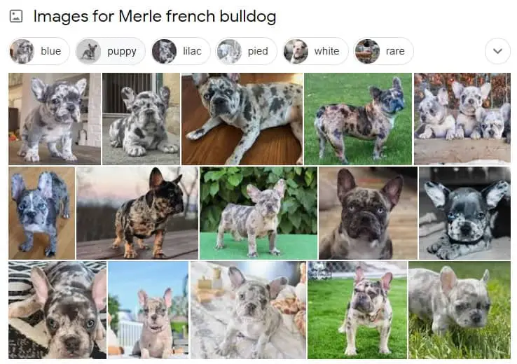 merle french bulldog