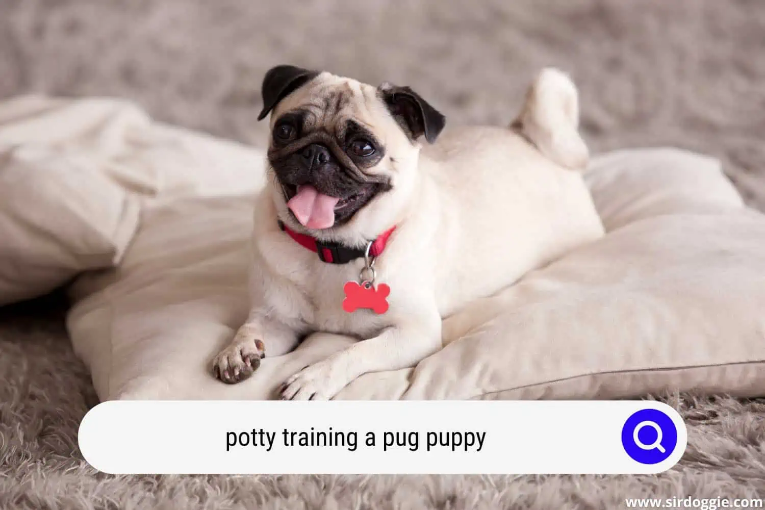 potty training pug puppy