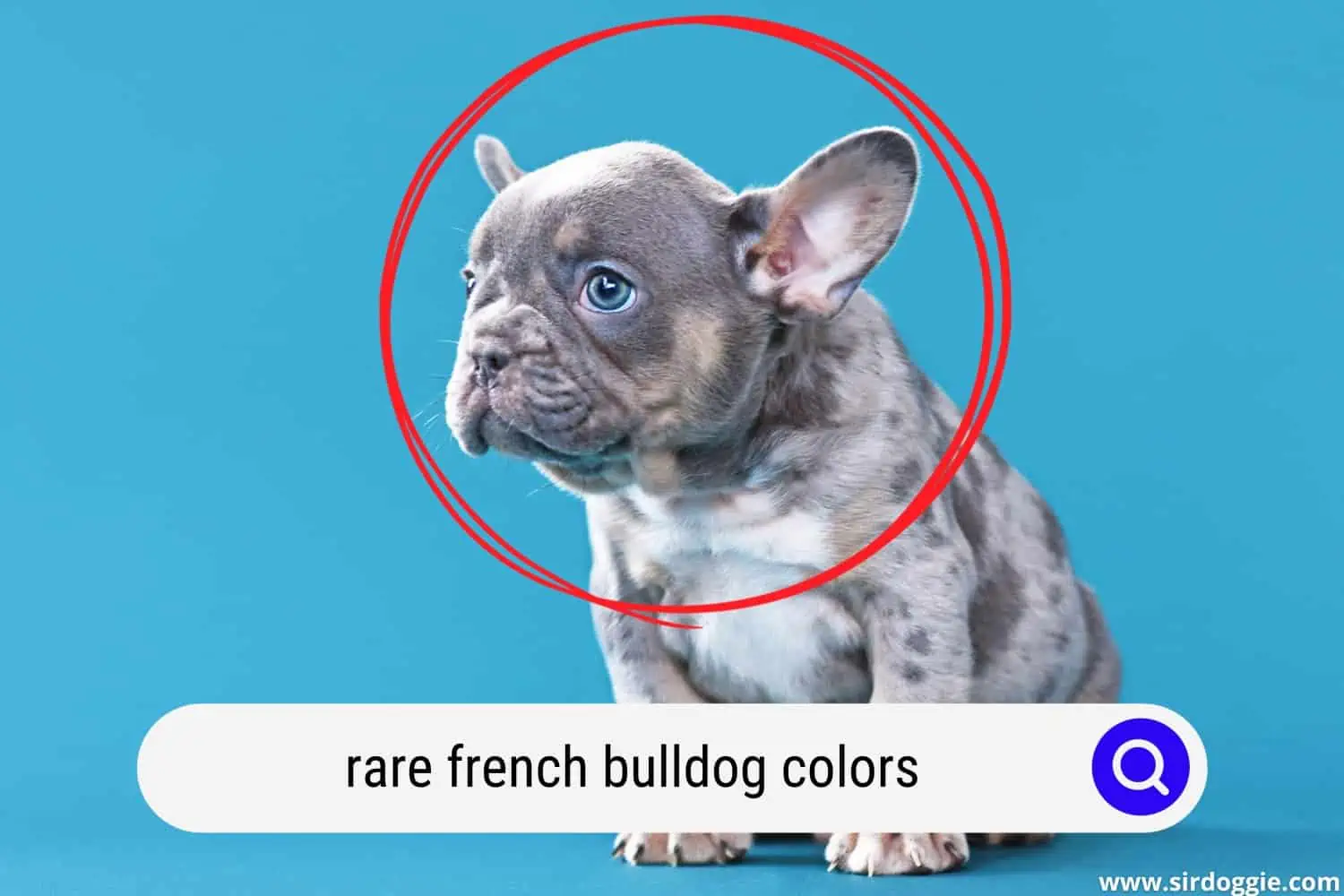 Blue merle tan French Bulldog puppy sitting on blue background