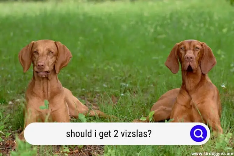 Should I Get 2 Vizslas?