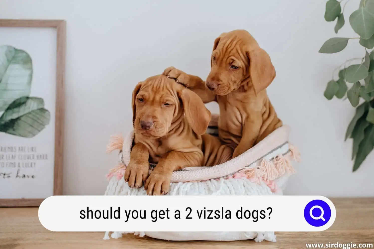 two vizsla puppies inside a basket