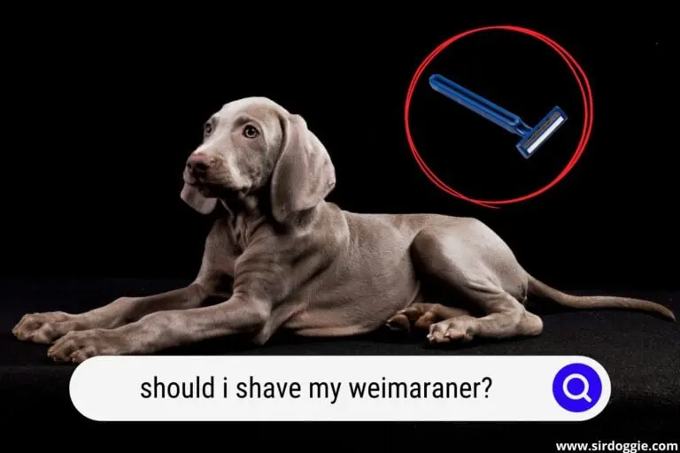 Should I Shave My Weimaraner?