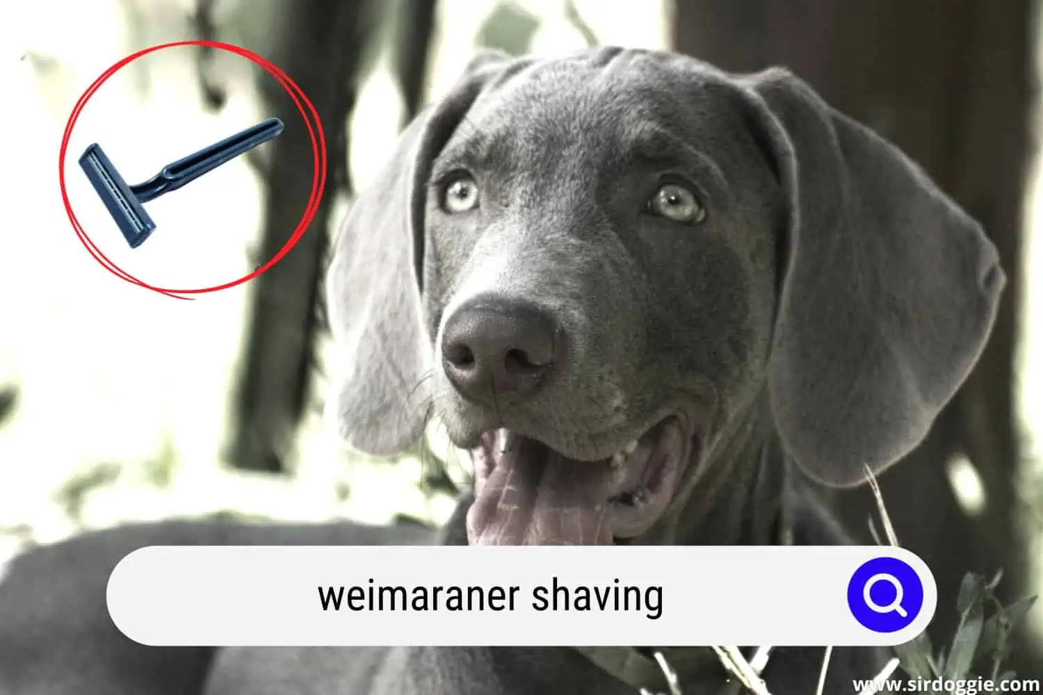 weimaraner dog shaving