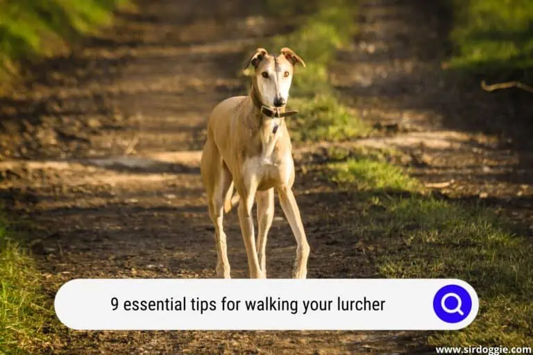 9 Essential Tips For Walking Your Lurcher