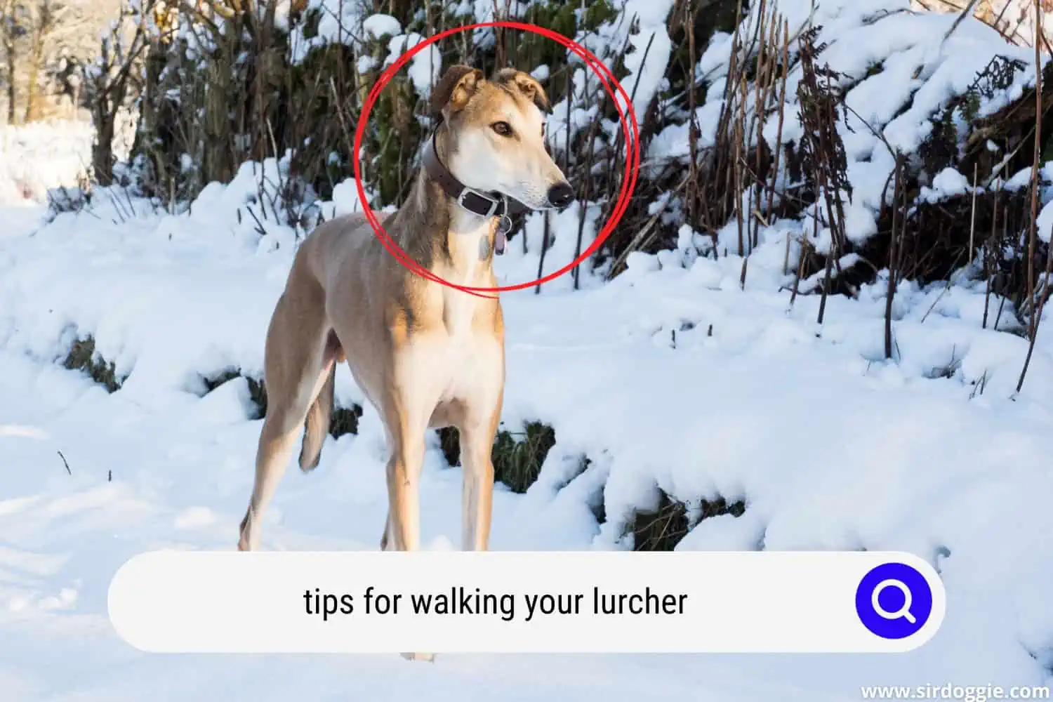 tips for walking your lurcher