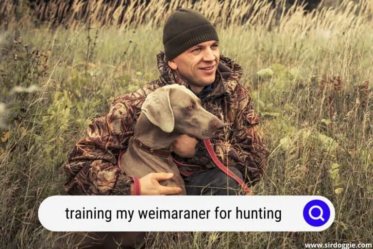 Training My Weimaraner for Hunting