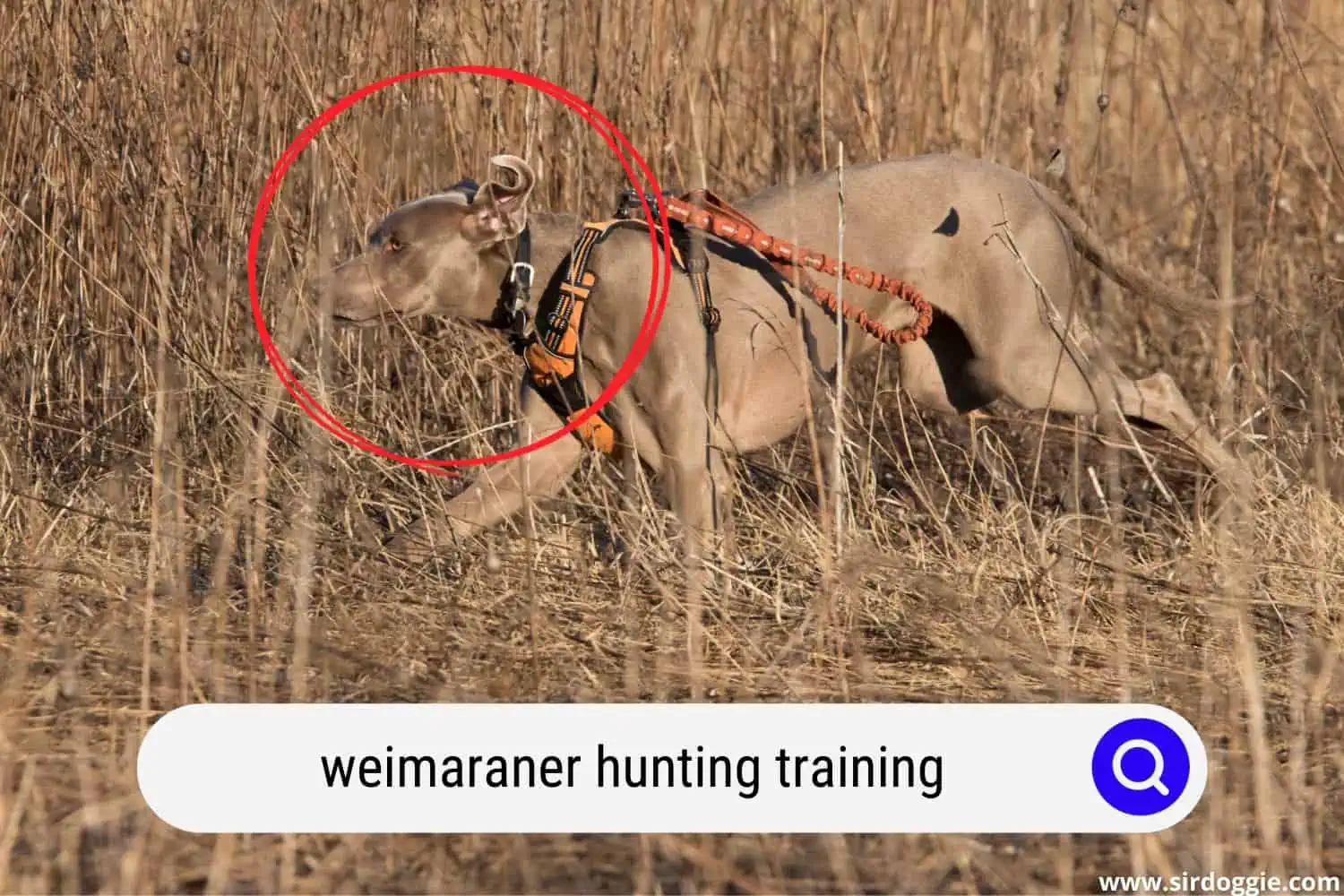 Weimaraner dog hunting