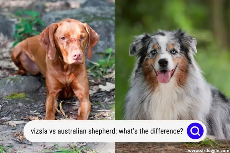 Vizsla vs Australian Shepherd: What’s the Difference?