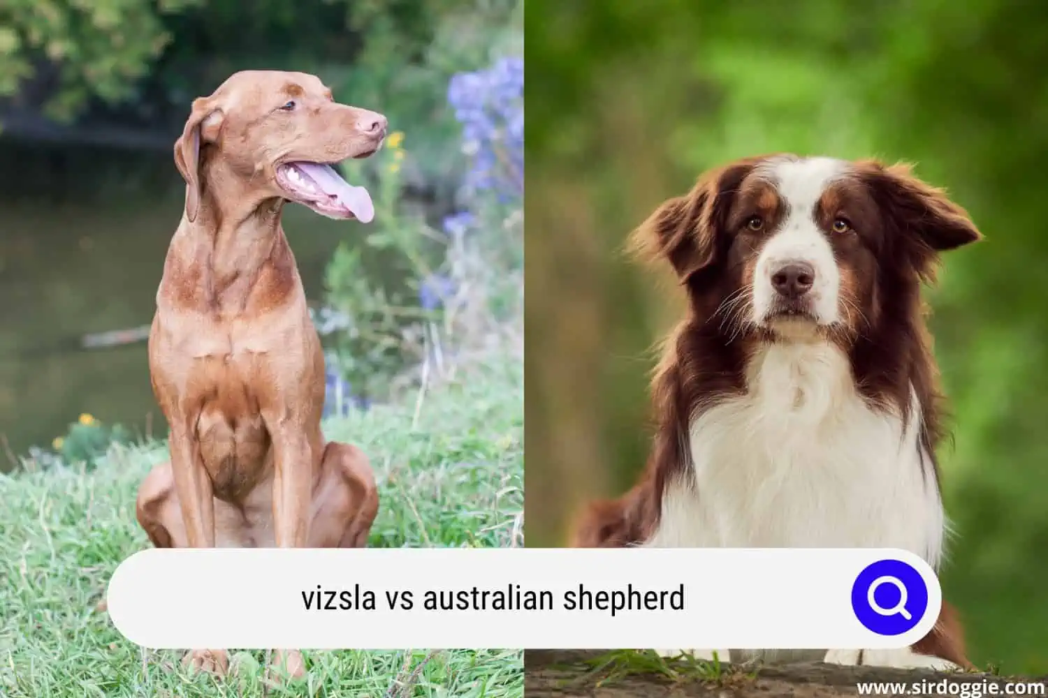 vizsla vs australian shepherd