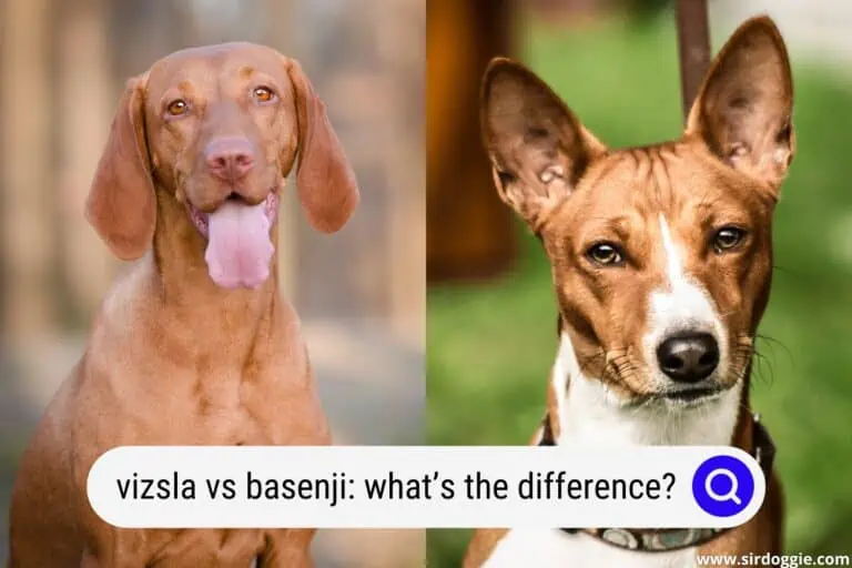 Vizsla vs Basenji: What’s the Difference?