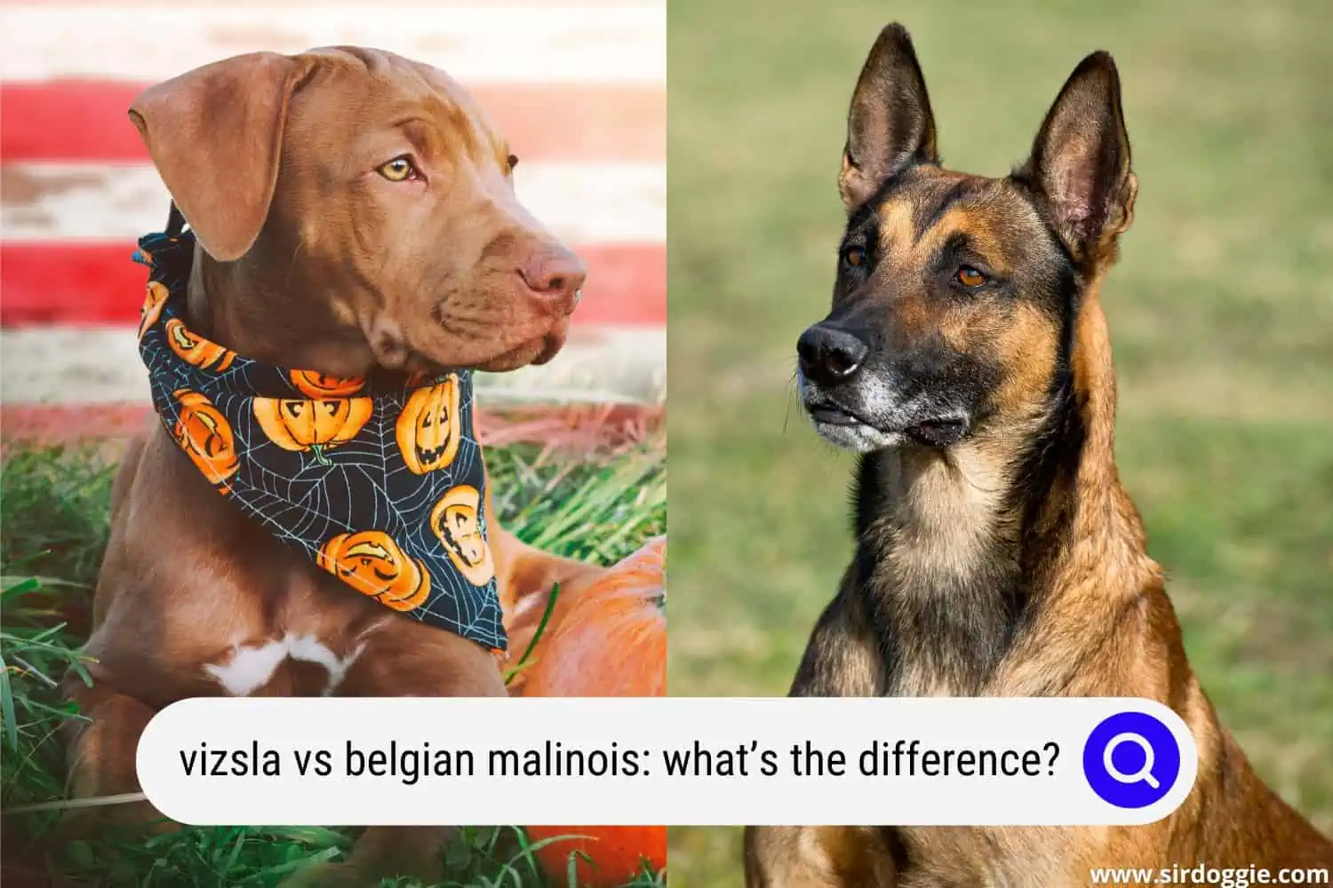 vizsla vs belgian malinois