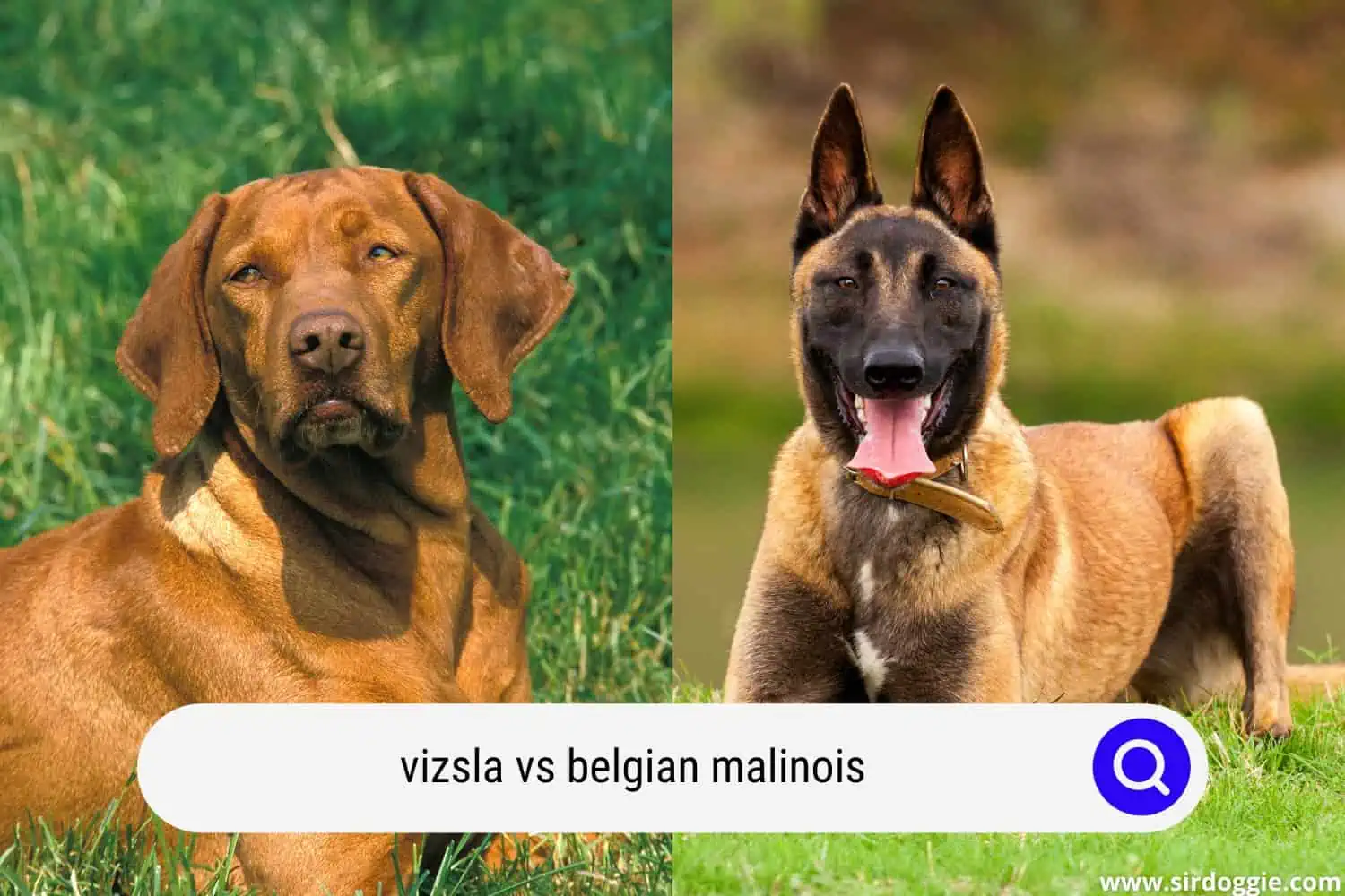 vizsla vs belgian malinois