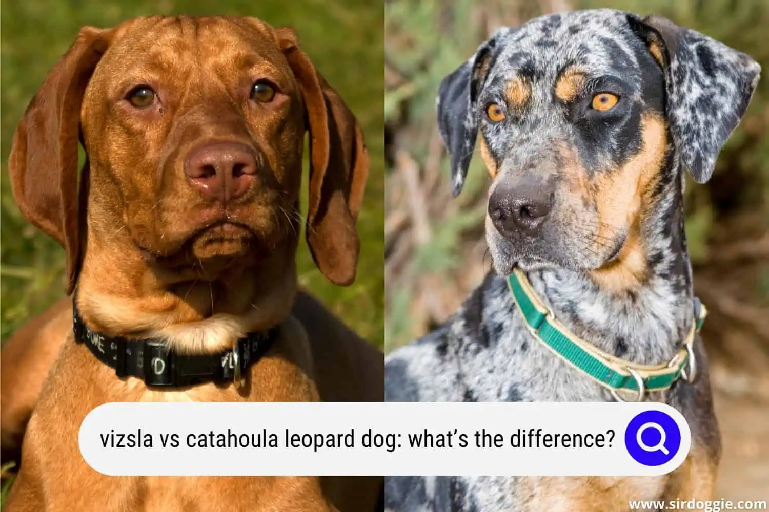 vizsla vs catahoula leopard dog