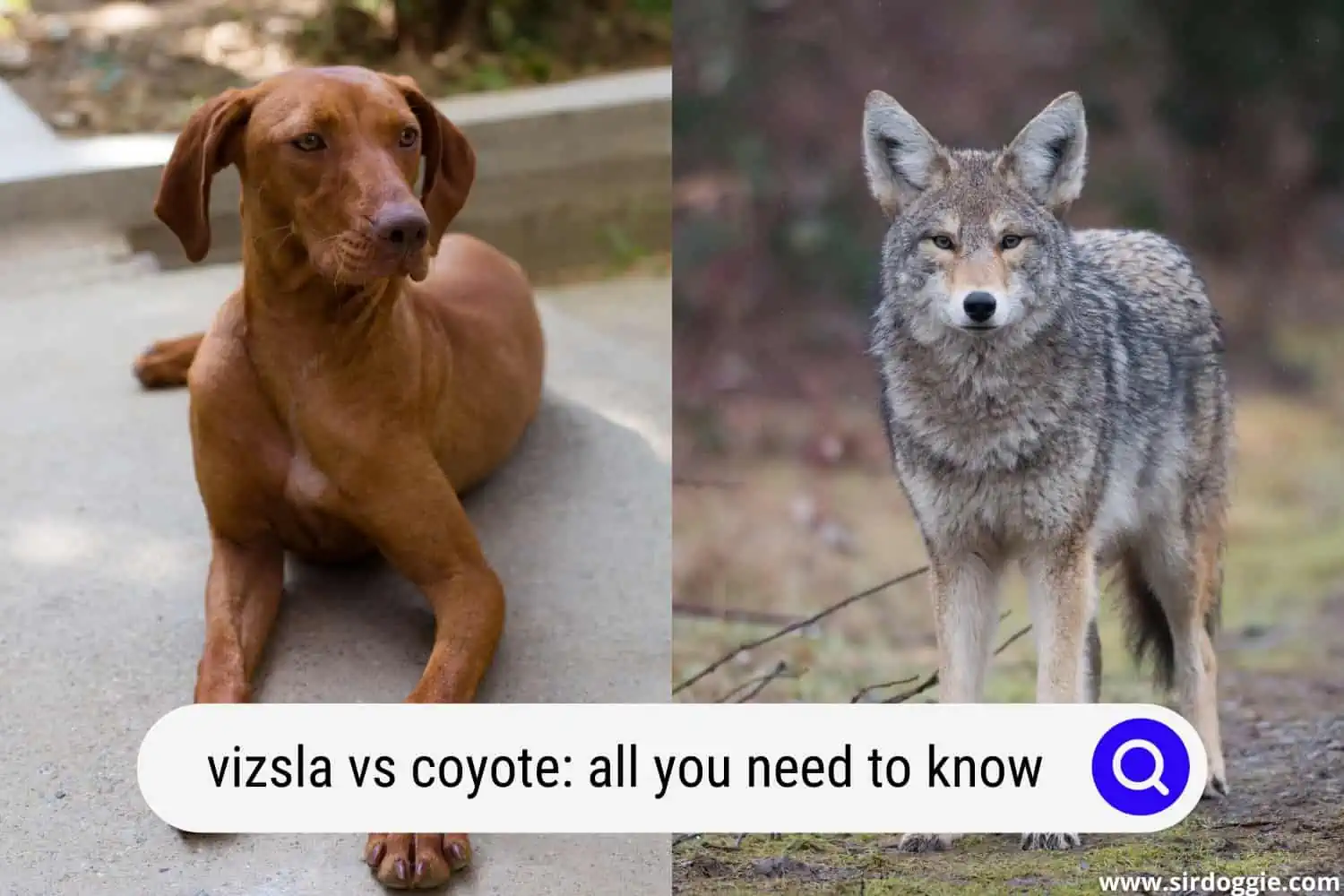 vizsla vs coyote