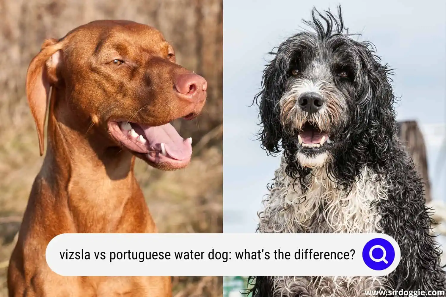 vizsla vs portuguese water dog