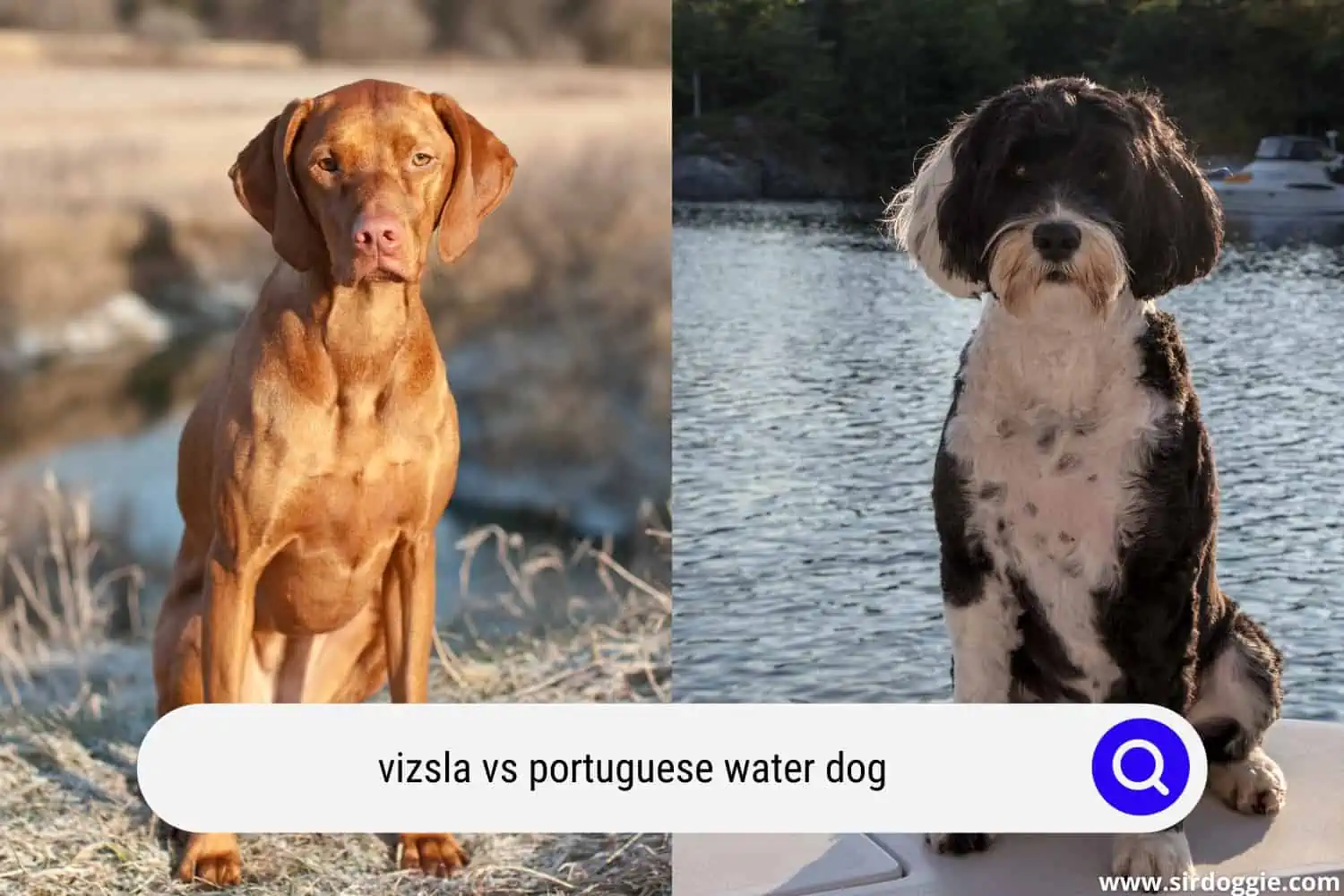 vizsla vs portuguese water dog