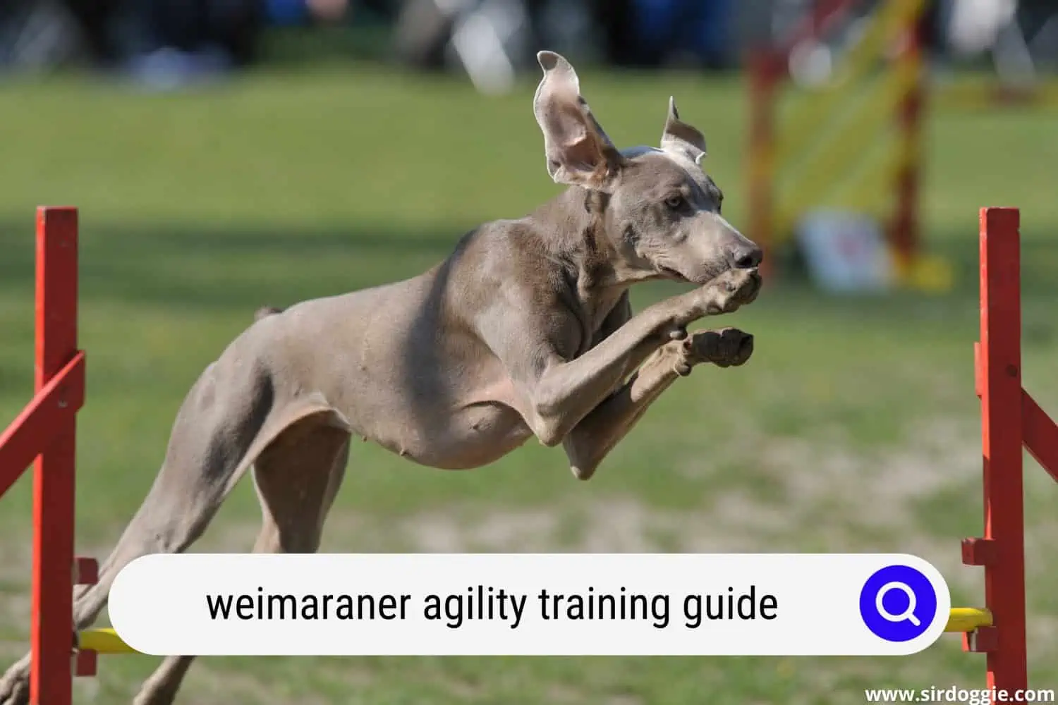 weimaraner agility training guide