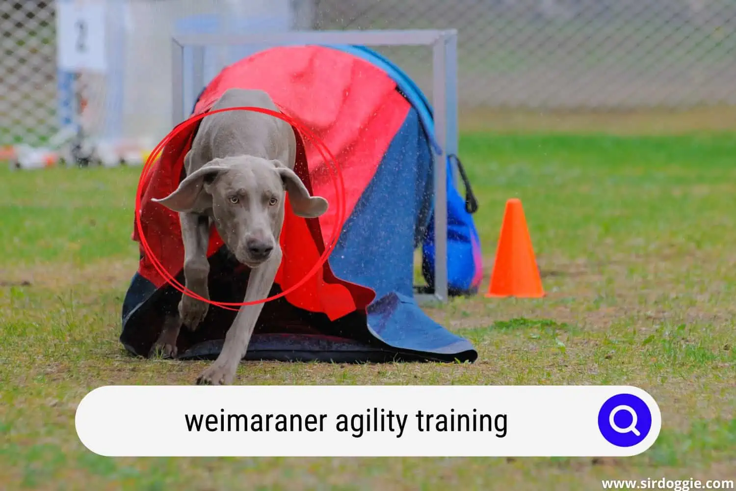 weimaraner agility training