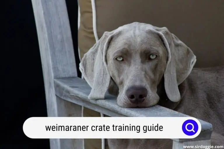 Weimaraner Crate Training Guide