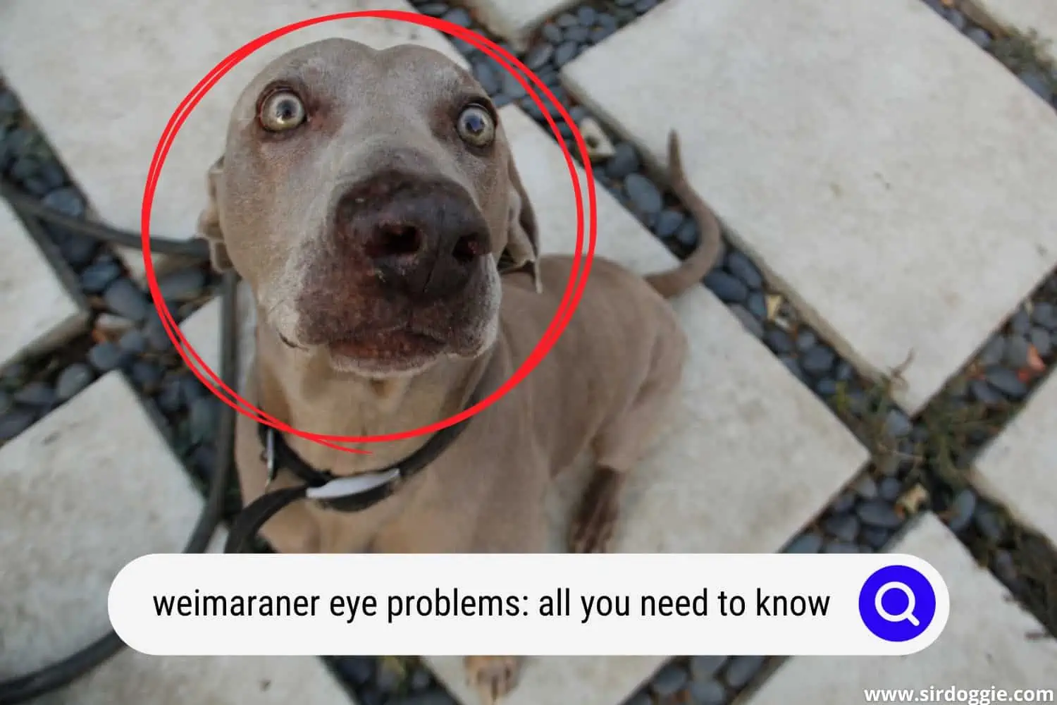 weimaraner eye problems