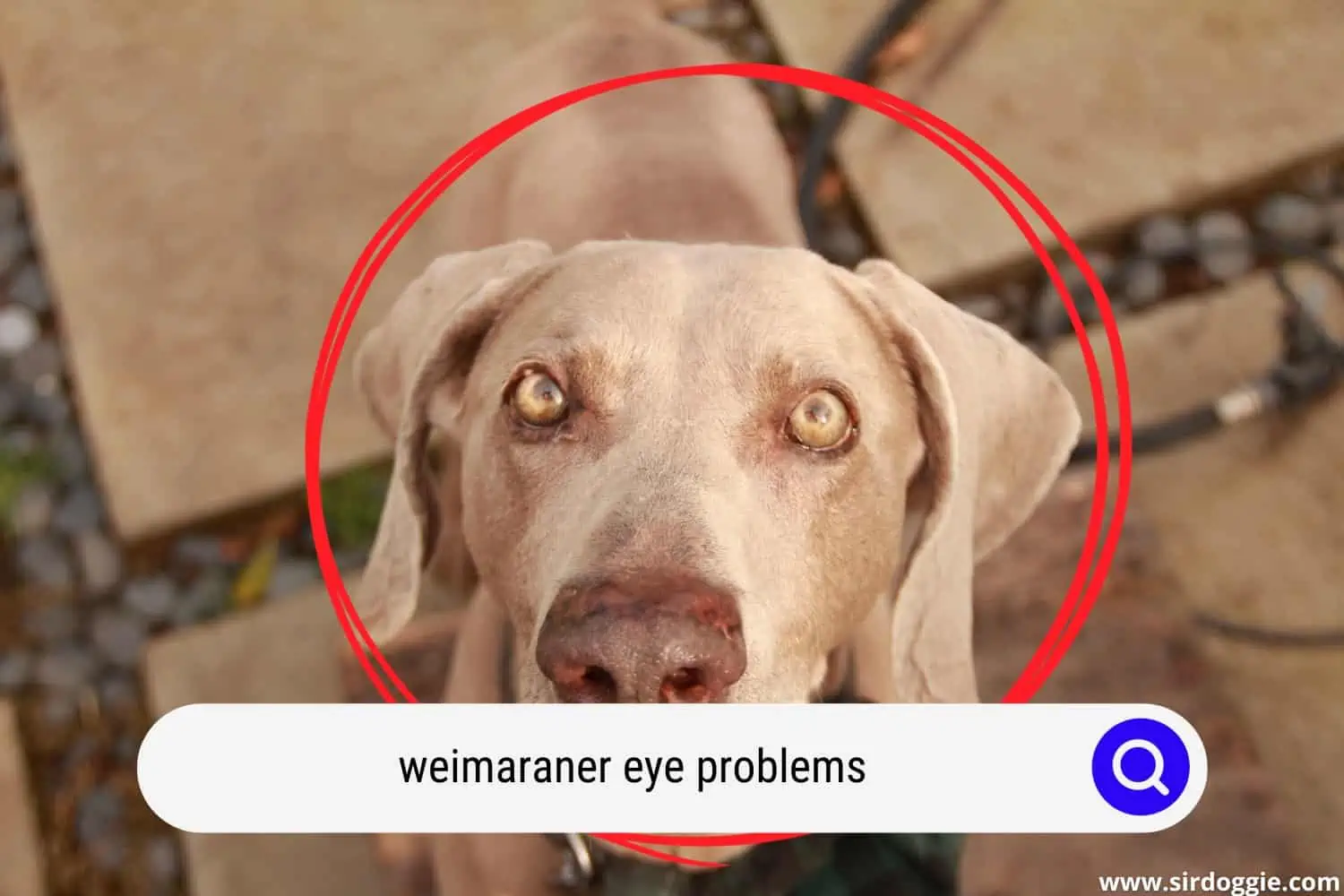 weimaraner eye problems