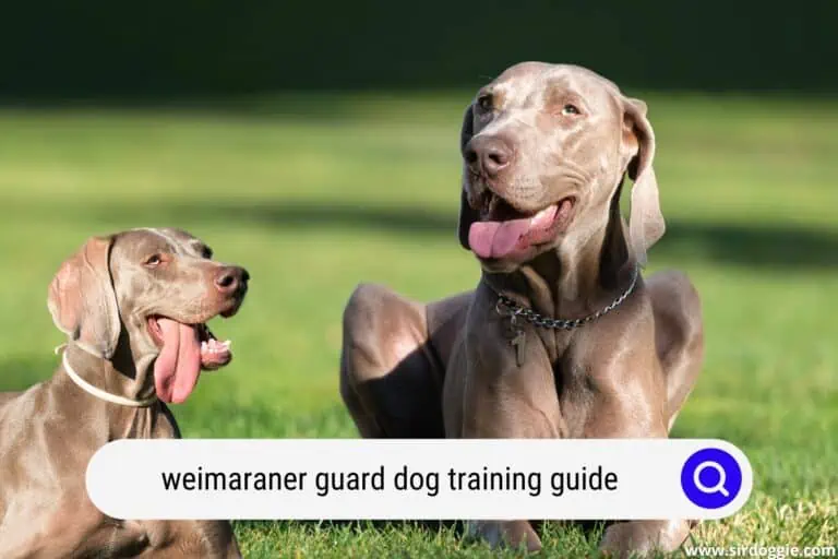 Weimaraner Guard Dog Training Guide