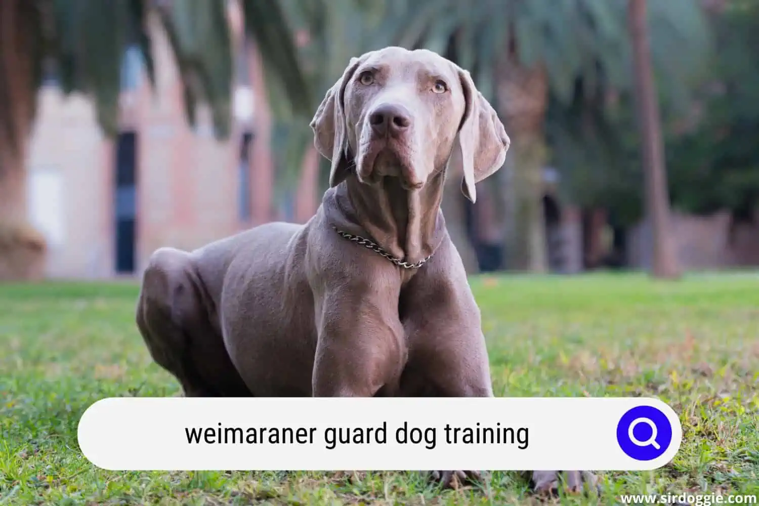 weimaraner guard dog training