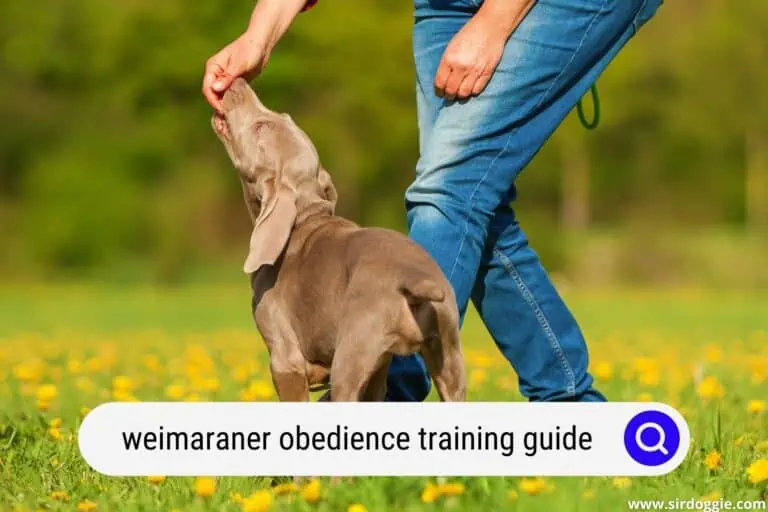 Weimaraner Obedience Training Guide