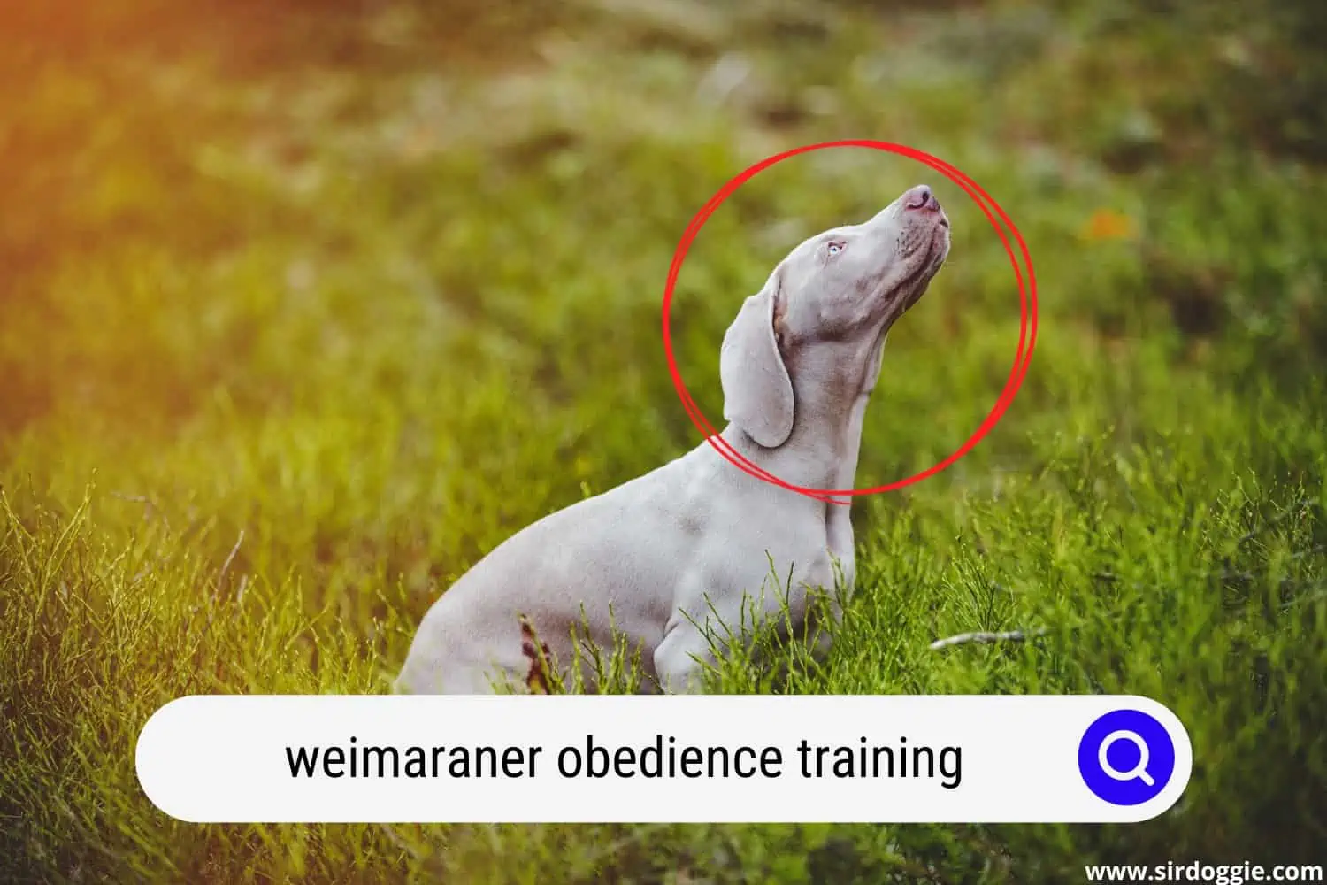 weimaraner obedience training