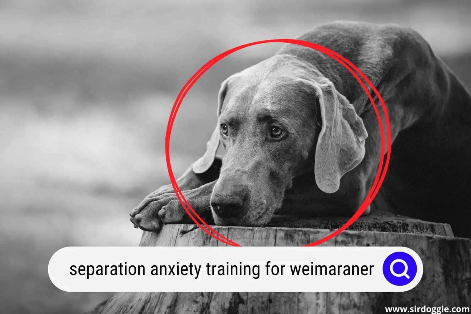weimaraner separation anxiety training